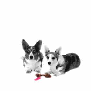 Choji & Chilli